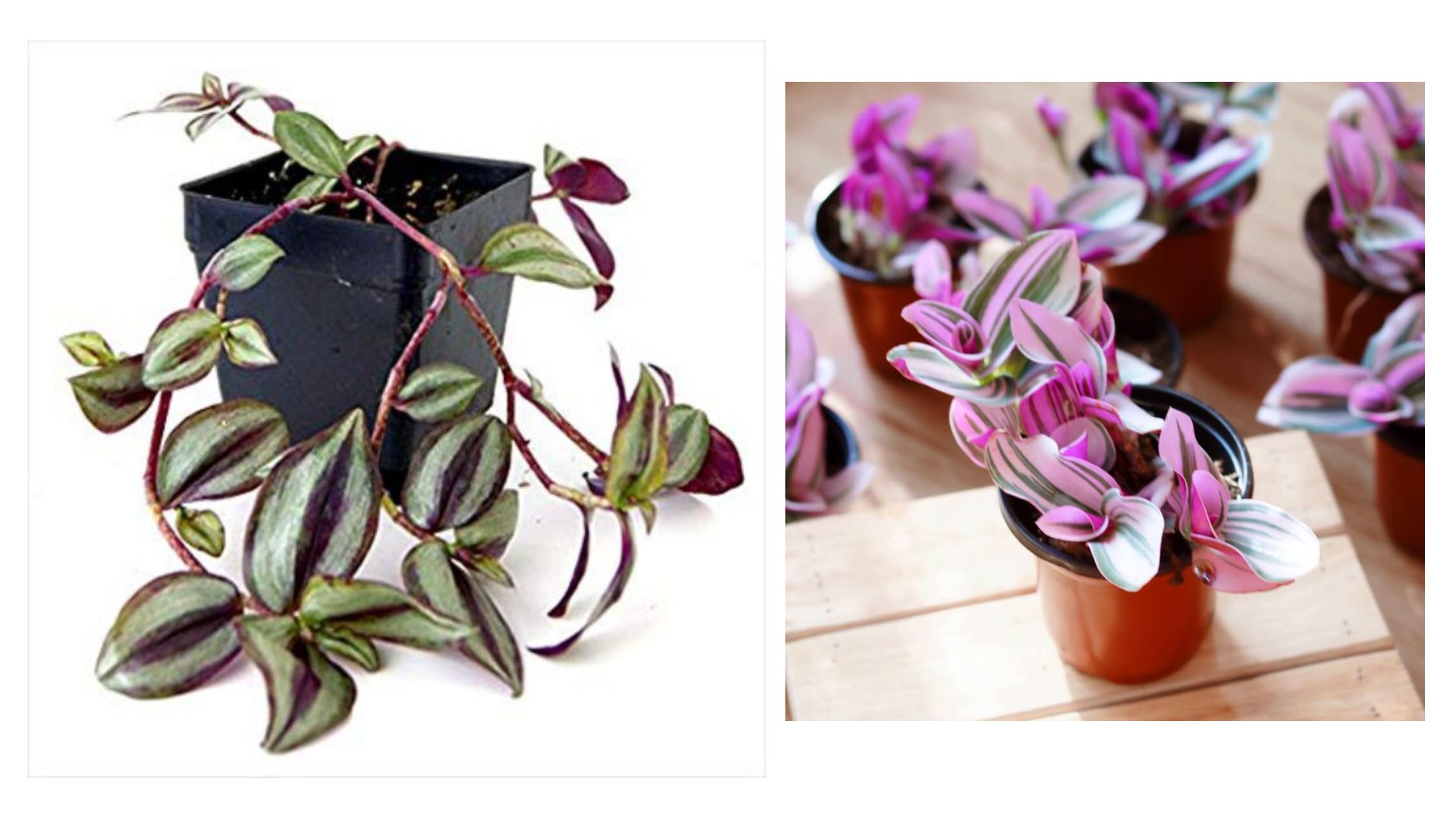 Công Dụng Của Cây Thài Lài Tía